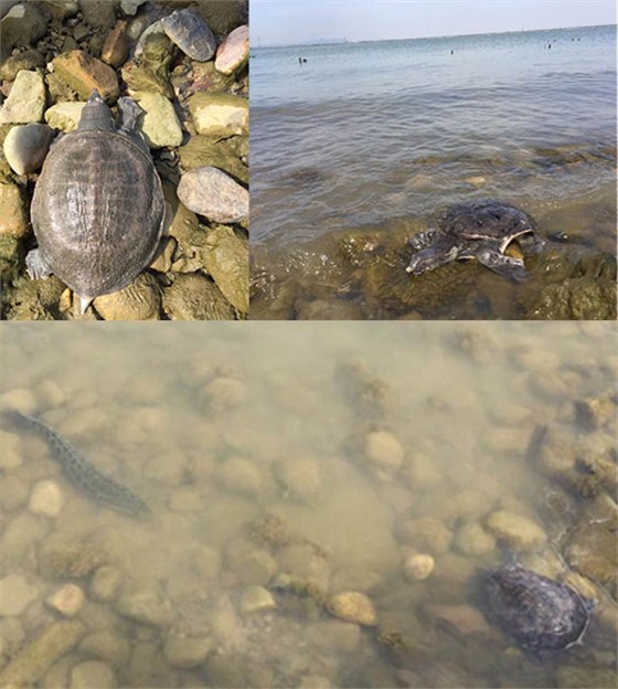 汇源塑胶-放生图2